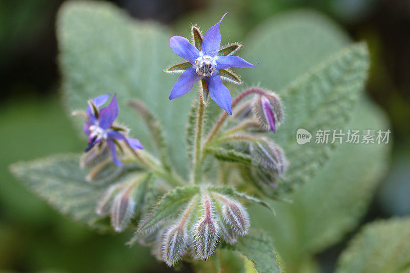 琉璃苣(Borago officinalis)